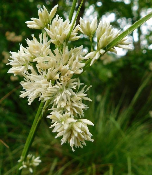 Luzula nivea